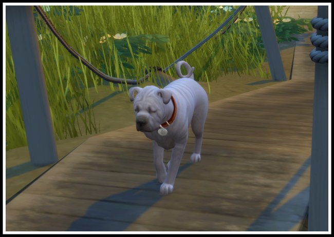 Sims 4 animal cc